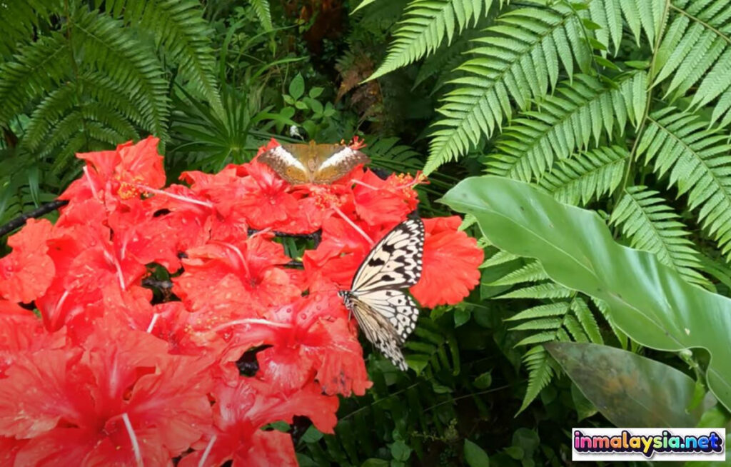 ENTOPIA by Penang Butterfly Farm
